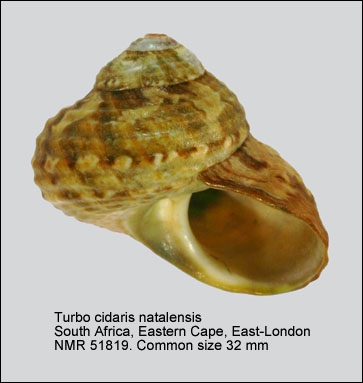 Turbo cidaris natalensis