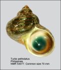 Turbo petholatus