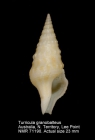 Turricula granobalteus