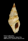 Clavus obliquatus