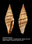Costellariidae