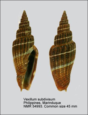 Vexillum subdivisum