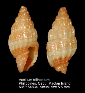 Vexillum trilineatum