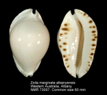 Zoila marginata albanyensis