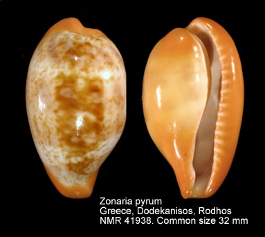 Zonaria pyrum