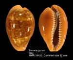 Zonaria pyrum