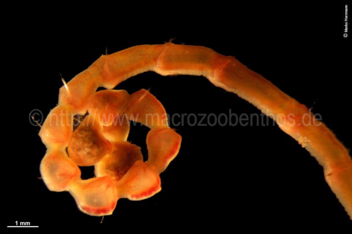 Maldanidae Maldanidae