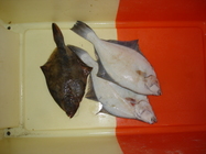 Flounder - Platichthys flesus