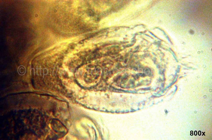 Maldanidae Maldanidae
