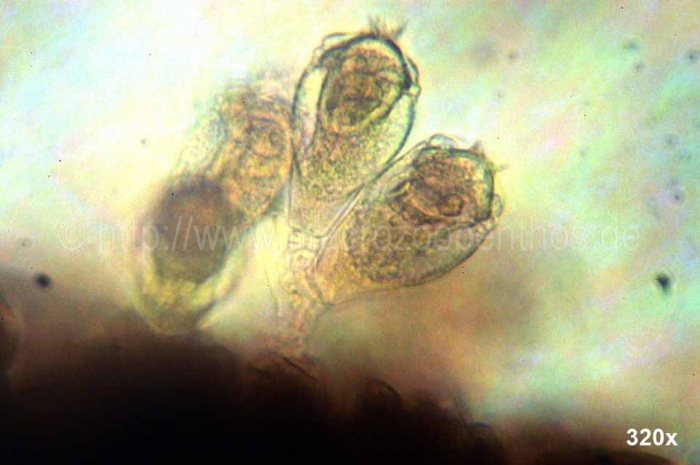 Maldanidae Maldanidae
