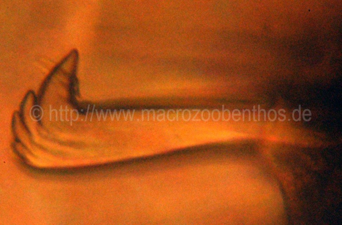 Maldanidae Maldanidae
