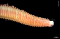 Polychaeta (bristle worms)