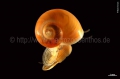 Mollusca (molluscs)