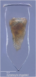 Cymatocylis drygalski Laackmann 1907