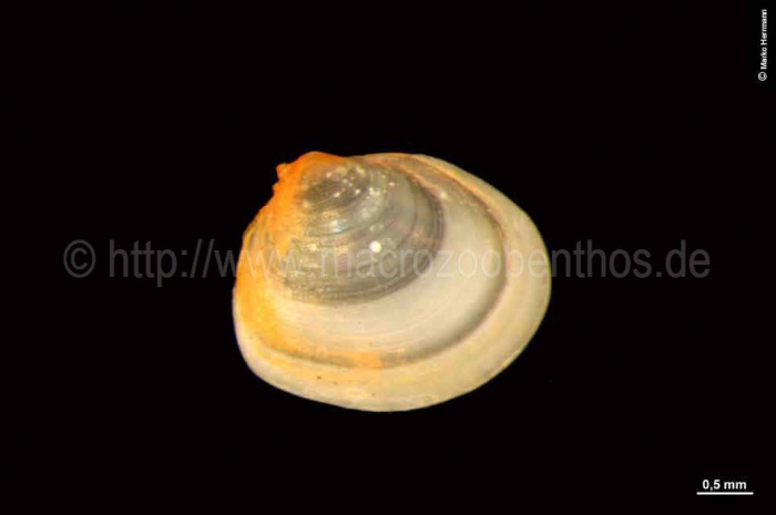Montacuta Montacuta
