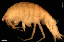 Paroediceros (Oedicerotidae)