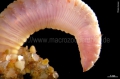 Polychaeta (bristle worms)