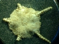 Echinodermata (echinoderms)