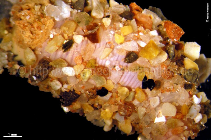Ophelia limacina Ophelia limacina