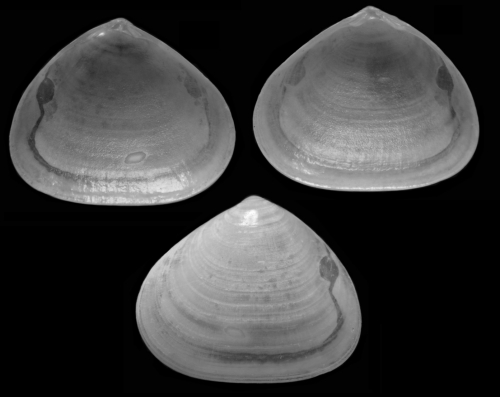 Bornia aartseni Gofas, 2012 Holotype from Benalmádena, S. Spain (36º35.6'N, 04º30.9ºW, 5 m), actual size 3.0 mm