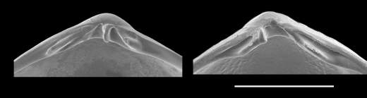 Bornia aartseni Gofas, 2012 Hinge of a paratype from Benalmádena, S. Spain (36º35.6'N, 04º30.9ºW, 5 m)