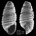 Oscilla galilae Bogi, Karhan & Yokes, 2012 Holotype from Haifa Bay, Israel (32 54.544 N, 35 04.093 E, 10.5 m), actual size 1.4 mm