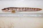 Lycodes polaris (large specimen)
