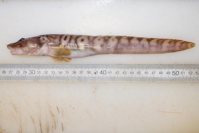 Lycodes polaris (large specimen) Lycodes polaris (large specimen)