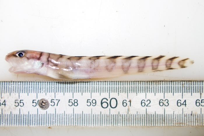 Lycodes lavalaei (small specimen)