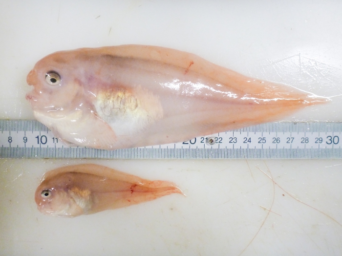 Careproctus reinhardti (large and small) Careproctus reinhardti (large and small)