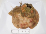 Dendrodoa carnea on shell, author: Nozres, Claude