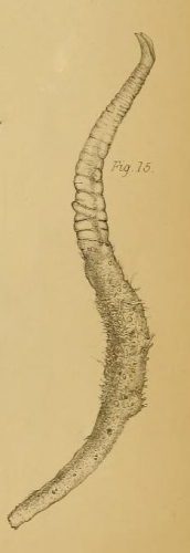 Cerianthus bathymetricus Mosley, 1877