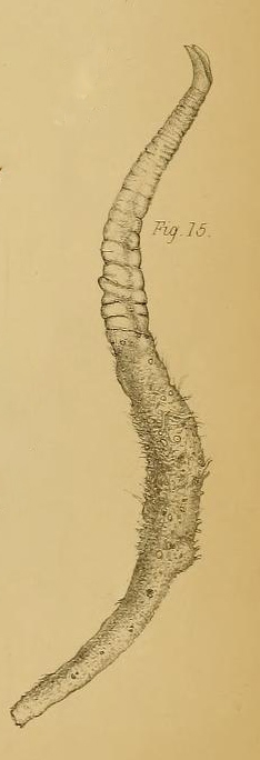Cerianthus bathymetricus Mosley, 1877 Cerianthus bathymetricus Mosley, 1877
