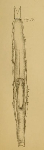 Cerianthus bathymetricus Mosley, 1877