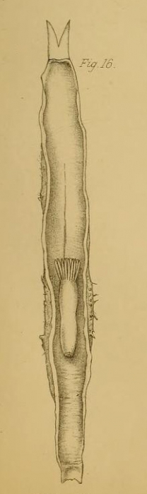 Cerianthus bathymetricus Mosley, 1877 Cerianthus bathymetricus Mosley, 1877