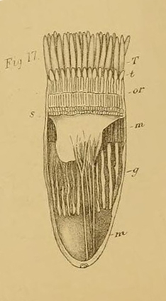 Cerianthus bathymetricus Mosley, 1877