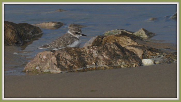 Strandplevier 