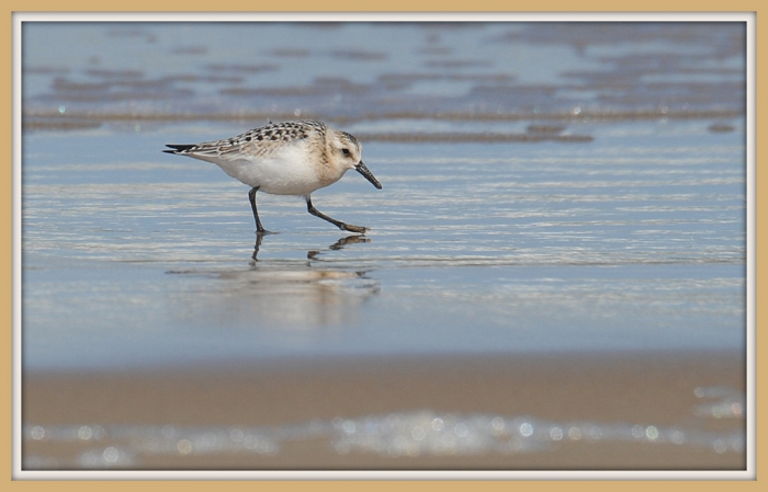 Drieteenstrandloper Drieteenstrandloper