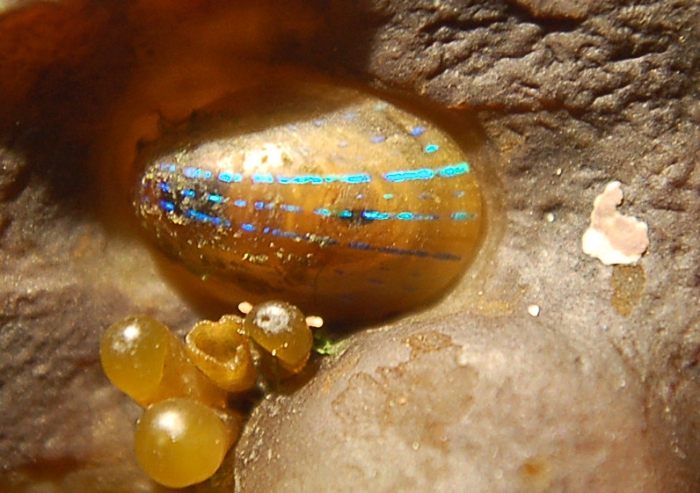 Patella pellucida Linnaeus, 1758 Patella pellucida Linnaeus, 1758