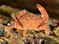 Crustacea (crustaceans)