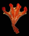 Staurozoa