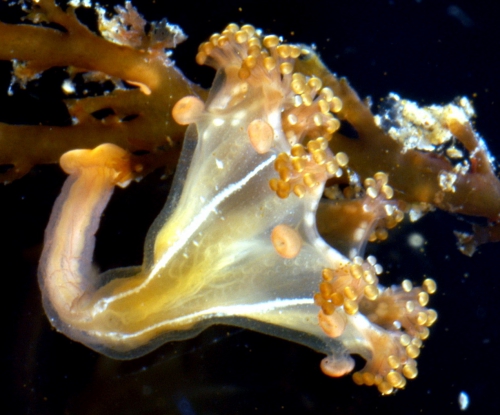 Stalked Medusa Haliclystus borealis