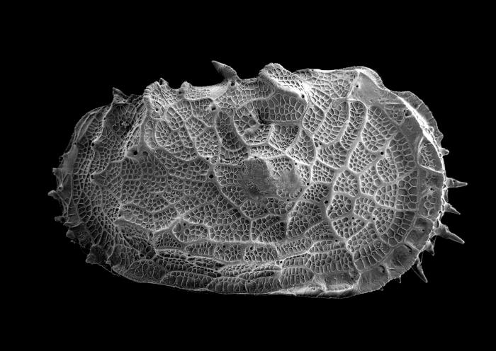 Holotype of the deep-sea Abyssocythere bensoni Brandão, Stuhlmann, Vital & Brandt, 2016 (ostracod)