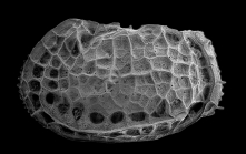 Bradleya from the Southern Ocean