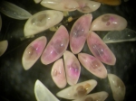 0 - Ostracoda above superfamily identification