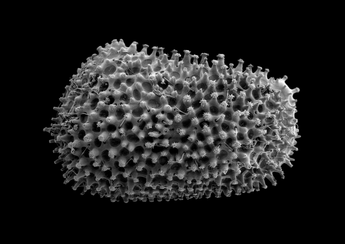 Cytherocopina (Suborder) Cytheroidea (Superfamily) Trachyleberididae (Family) - Henryhowella from the Southern Ocean