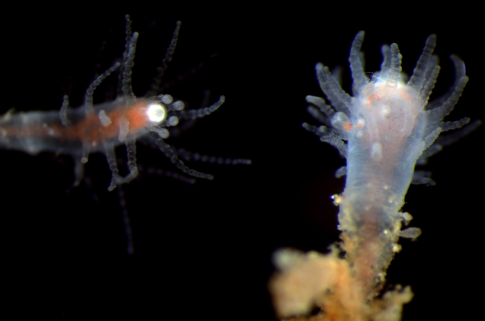 Asyncoryne sp. from Bali, Indonesia Asyncoryne sp. from Bali, Indonesia