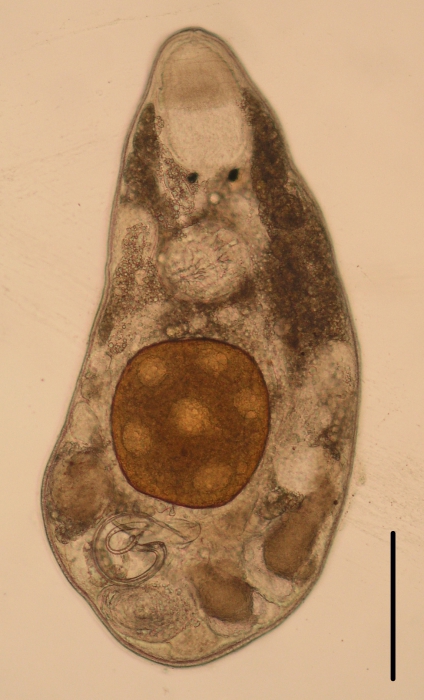 Albertorhynchus amai (Polycystididae, Kalyptorhynchia, Rhabdocoela, Platyhelminthes). Albertorhynchus amai (Polycystididae, Kalyptorhynchia, Rhabdocoela, Platyhelminthes).