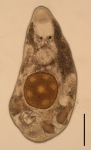 Albertorhynchus amai (Polycystididae, Kalyptorhynchia, Rhabdocoela, Platyhelminthes).