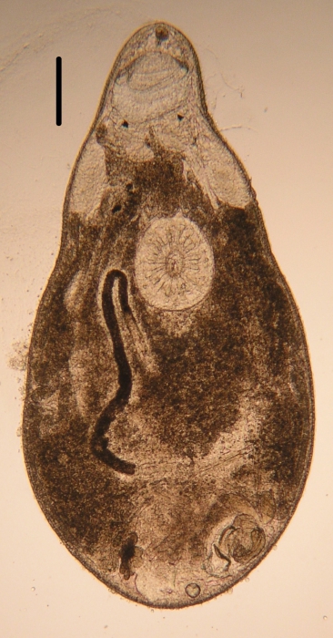 New species of Itaipusa (Koinocystididae, Kalyptorhynchia, Rhabdocoela, Platyhelminthes) New species of Itaipusa (Koinocystididae, Kalyptorhynchia, Rhabdocoela, Platyhelminthes)